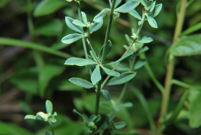 Lotus dorycnium (=Dorycnium pentaphyllum) / Trifoglino legnoso